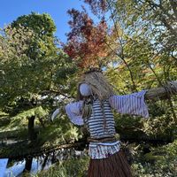 かぼちゃ,カボチャ　アトランティックジャイアント,案山子,板橋区赤塚植物園の画像