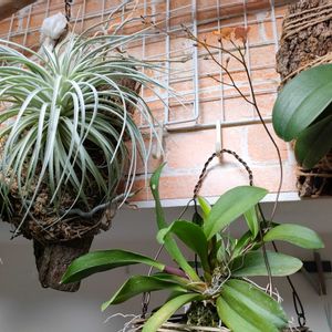 チランジア,胡蝶蘭,チランジア コットンキャンディ,胡蝶蘭（こちょうらん）,着生らんの画像