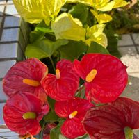 アンスリウム,ポインセチア,ポインセチア,ゴルフ練習場,アンスリウム(赤)の画像