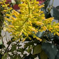 コレオプシス,コレオプシス,カラミンサ,カラミンサ,宿根サルビアイエローマジェスティの画像