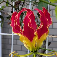 グロリオサ,ハイビスカス  デニムブルー,季節外れの開花,あ、火曜日,真っ赤な火曜日の画像