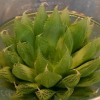 青雲の舞,青雲の舞,ハオルチア  青雲の舞,メラコ,ハオルチア・ベラ“ 青い妖精”の画像