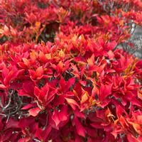 サンシュユ,ドウダンツツジ,ナンテン,サンゴジュ,ナワシログミの画像