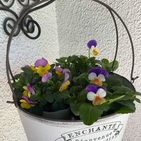 セダム,ゼラニウム,ビオラ,エルダーフラワー,ビオラ　ピーチジャンプアップの画像