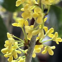 銀木犀,銀モクセイの花の画像