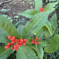 コキア,センリョウ,センリョウ,ハナキリン,ランタナの画像