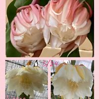 クジャクサボテン,ゲッカビジン,トリカブト,フジバカマ,ホタルブクロの画像