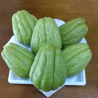 ハヤトウリ,空中栽培,すずなり。,栽培棚,棚仕立ての画像