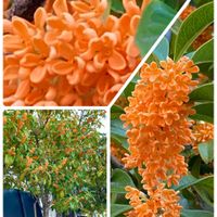 ガザニア,キンモクセイ,ダールベルグデージー,ナス,ピーマンの画像