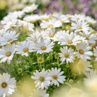 オステオスペルマム,キララ,サントリー キララ ホワイト,サントリー キララ イエロー,サントリー フラワーズの画像