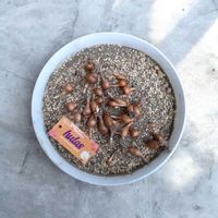 スイセン, 球根,球根,球根植物,秋植え球根の画像