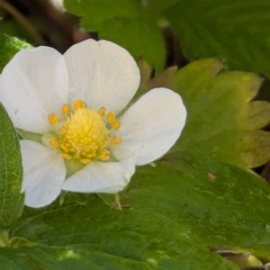 ワイルドストロベリー,꒰ღ˘◡˘ற꒱かわゅ~,花のある暮らし,ワークショップ ,屋上ガーデニングの画像
