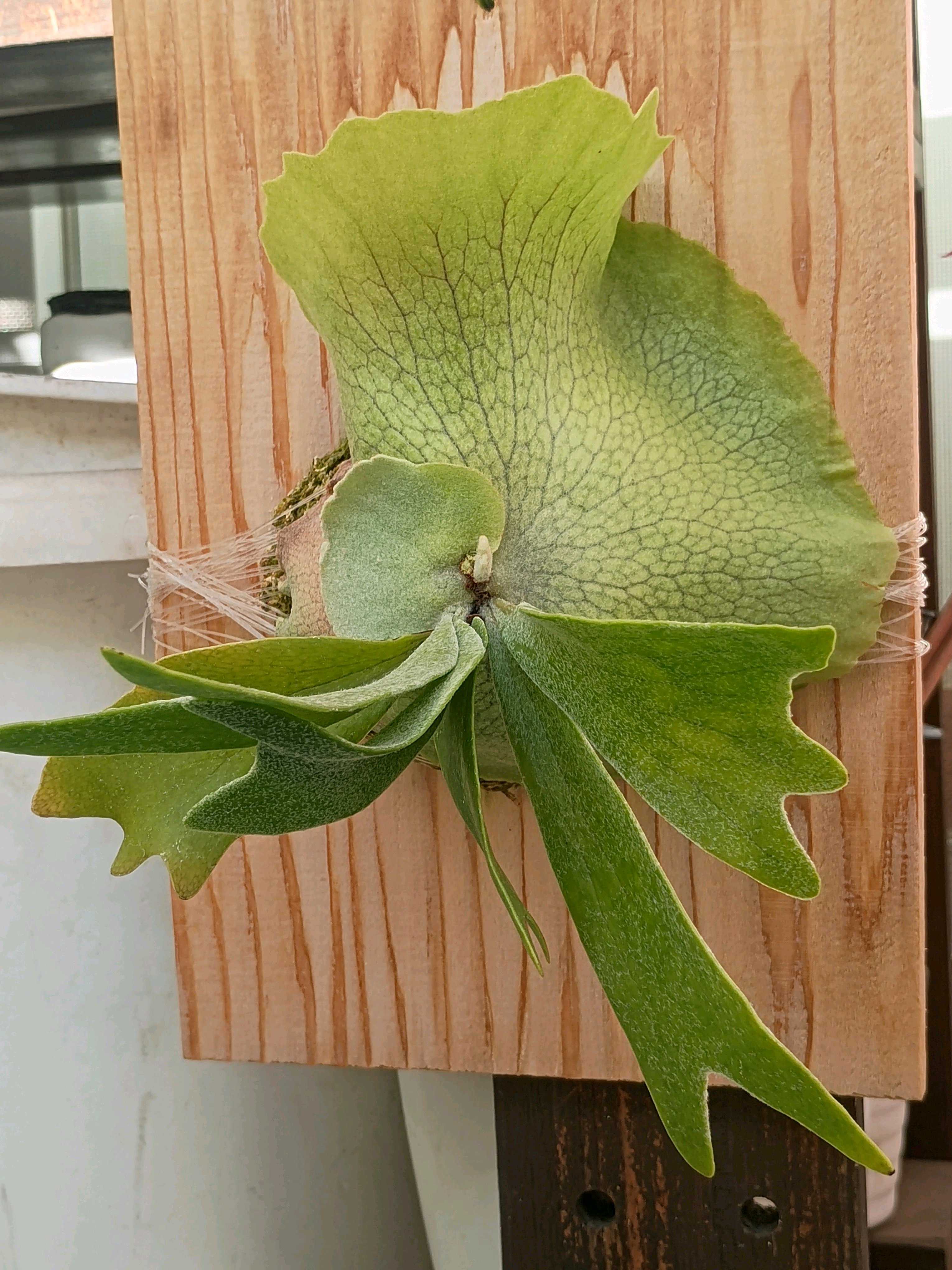 コロナリウムの板付けについて ビカクシダの森