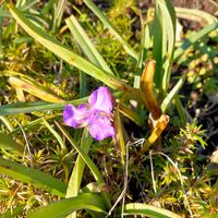 ブルーデージー,桔梗の紅葉,むらさきつゆくさの画像