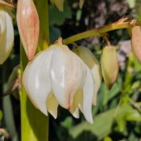 ユッカ,おうち園芸の画像