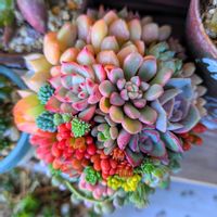 クリスマスツリー,今日の多肉ちゃん,可愛い♥️,大好き♥️,多肉ばぁ～の画像