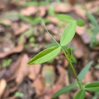 カラスノエンドウ,えんどう豆の画像