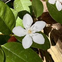 セイロンライティア,尼崎市上坂部西公園の画像