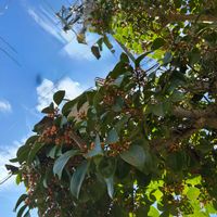 ハゴロモジャスミン,クロガネモチの実,秋の風景の画像