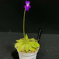 ムシトリスミレ,Pinguicula spec. Koehres,Pinguicula spec. Koehres,ピンギキュラ spec.ケーレス,食虫植物の画像