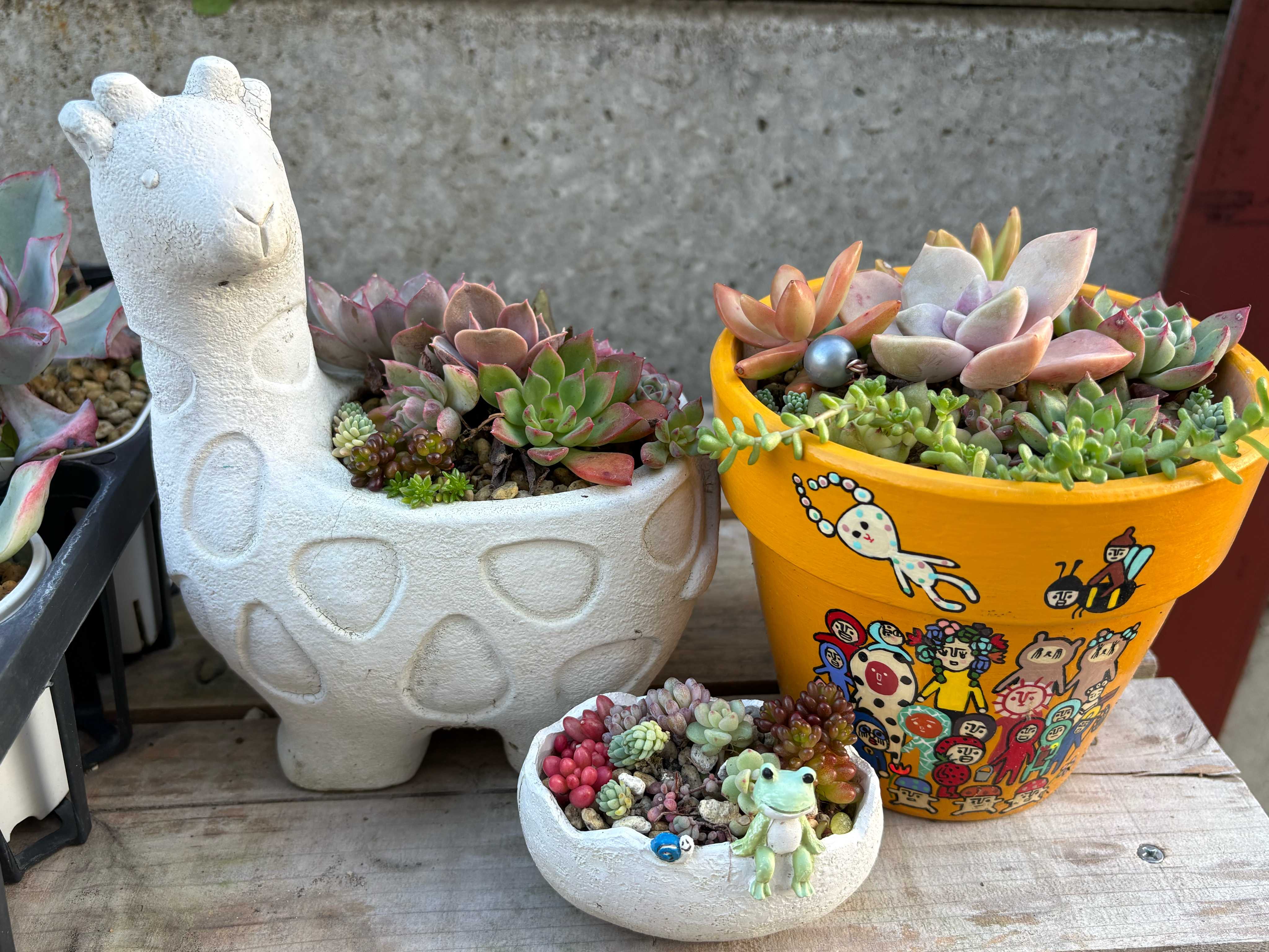 ❤️センペル丼を作ろうセット❤️ 鉢内全て子株沢山Sempervivum ❤️センペル丼を作ろうセット❤️ 鉢内全て子株沢山Sempervivum