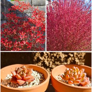 コキア,ドウダンツツジ,ドウダンツツジ,ニチニチソウ,大和錦の画像