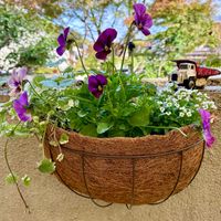 アリッサム,グレコマ,ビオラ,寄せ植え,冬の花の画像