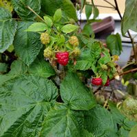 ラズベリー,ラズベリー,ラズベリーの画像