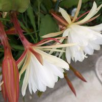 クジャクサボテン,ゲッカビジン,月下美人,孔雀サボテン,クジャクサボテン  ピンクの画像