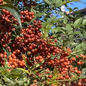 フェンスの画像