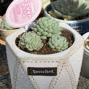 ボール オブ ファット,多肉植物,セメント鉢,多肉イベント,おうち園芸の画像
