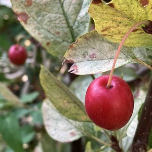 ヒメリンゴ,ロシアンセージ,ジニア（百日草）,ローズシナクティフ,ギンモクセイの画像