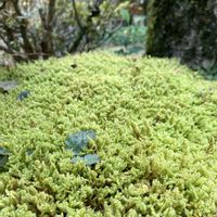 ユキノシタ,ハイゴケ,お家園芸の画像