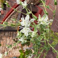 ハツユキソウの画像