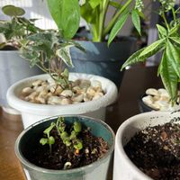 ラディッシュの画像