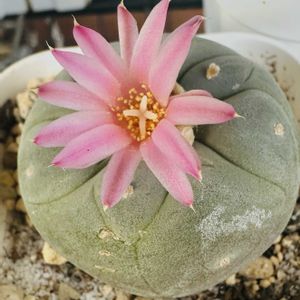 銀冠玉,銀冠玉,サボテンの花,ロフォフォラ属,ロフォフォラ銀冠玉の画像