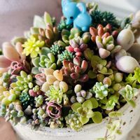 多肉植物,ちまちま寄せの画像