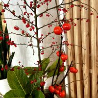 アジサイ,ウメモドキ,エキナセア,エキナセア,ミニトマトの画像