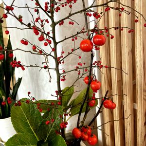 アジサイ,ウメモドキ,エキナセア,エキナセア,ミニトマトの画像