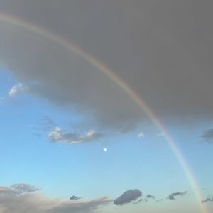 西洋柊(クリスマスホーリー),西洋柊(クリスマスホーリー),レンガ,空と花,虹(にじ)の画像