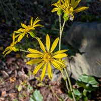 ツワブキ(石蕗),ホタルツワブキ,花言葉,困難に負けない,全てに祈りを♪の画像