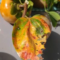 アケビ,カキ,ゴヨウアケビ,秋の味覚,大谷選手おめでとう＼(^o^)／の画像