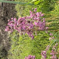 アレチハナガサの画像