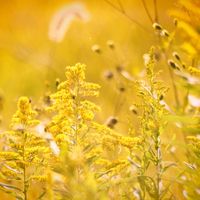 セイタカアワダチソウ,デルフィニウム,今週の観劇記録✨の画像