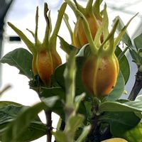 クチナシ,クチナシ,クチナシの実,秋晴れの１日,川沿いの画像