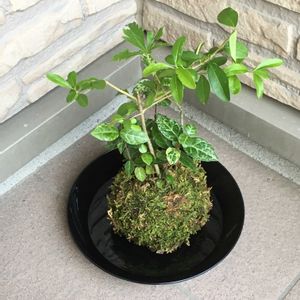 苔玉さん,まんまる〇,玄関アプローチの画像