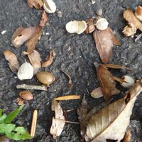 エゴノキ,エゴノキの実,山野草の画像