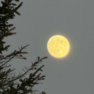 トウヒ,ハナノキ,キレイ☆,お月さま,ほぼ満月✨の画像