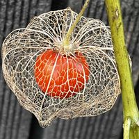 かぼちゃ,ホウズキ,網ホウズキ,透かしホウズキ！,虫鬼灯 (ムシホウズキ)の画像