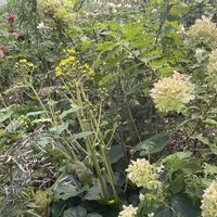 ツワブキ,ピンクアナベル,カフェラテ,西洋ニワトコ ブラックレース,ノリウツギの画像